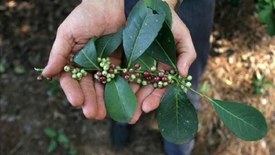 Un argentino crea la primera máquina para hacer infusión de yerba mate
