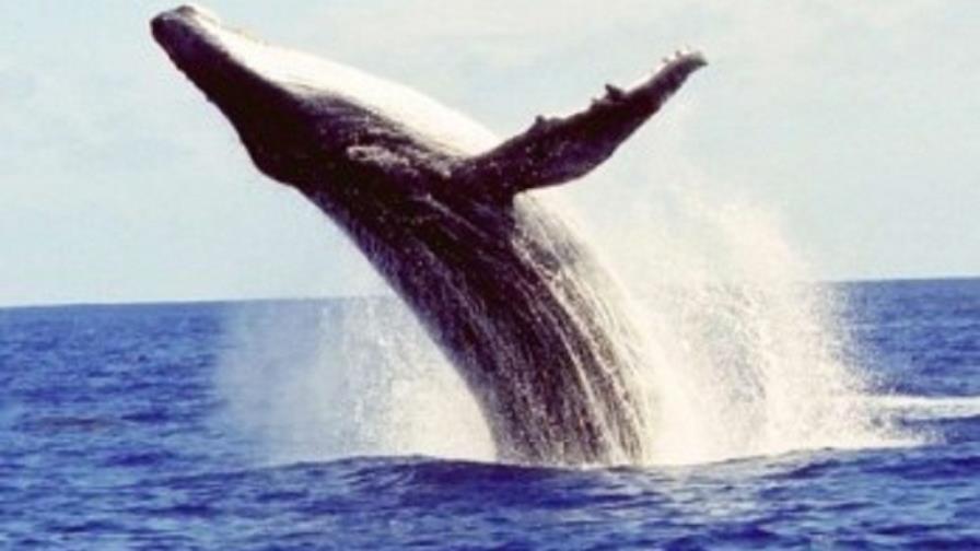 La población de ballenas jorobadas decuplicó en Brasil pero sigue amenazada La población de ballenas jorobadas decuplicó en Brasil pero sigue amenazada