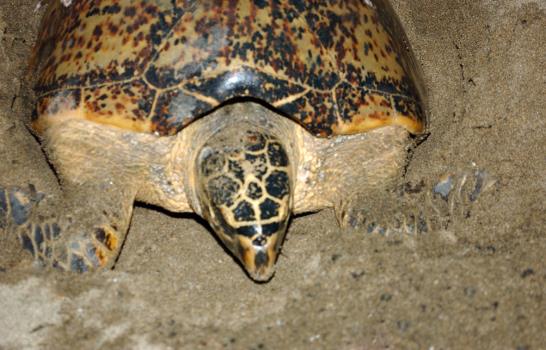 Una nueva tortuga le sigue los pasos a Güiby y desova en el Malecón