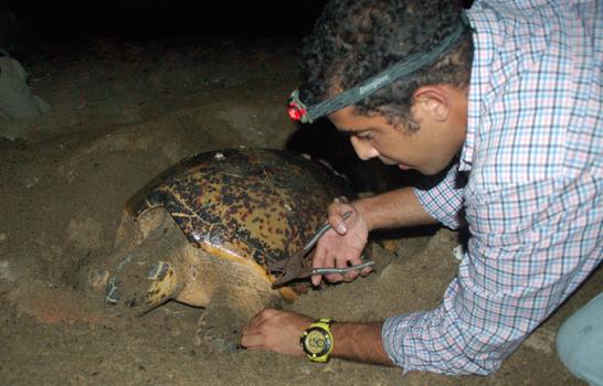 Una nueva tortuga le sigue los pasos a Güiby y desova en el Malecón