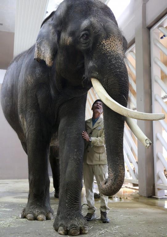 El elefante Koshik es capaz de hablar coreano