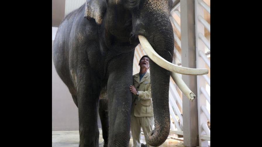 El elefante Koshik es capaz de hablar coreano