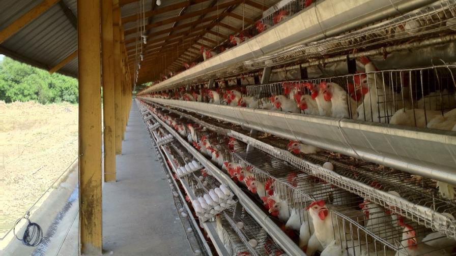 Una granja educativa en Guanuma, primera en el país