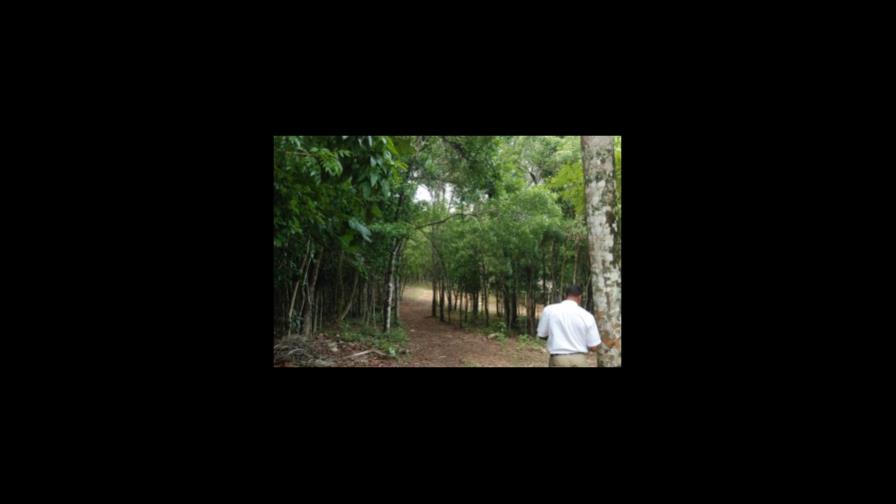 El cambio climático adelanta los ciclos de las plantas más de lo que se creía