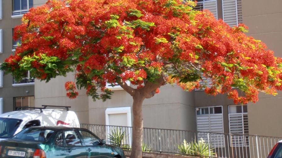 El tipo de suelo determina el crecimiento de las raíces de los árboles