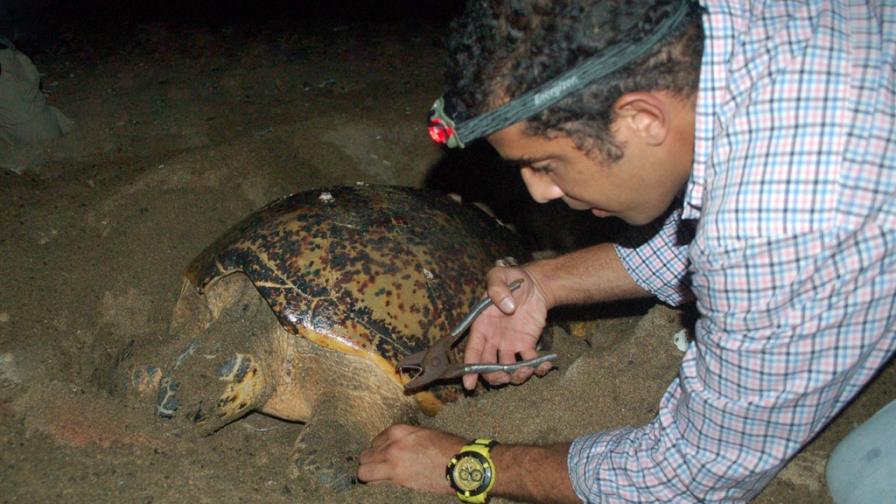 Otra tortuga desova en playa de Güibia