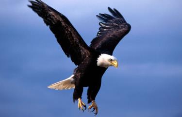 La emblemática águila calva estadounidense 