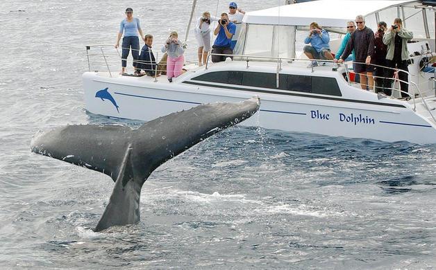 Avistamiento de ballenas deja US$12 millones en menos de tres meses