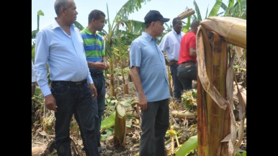 IAD rehabilitará plantaciones de cultivos