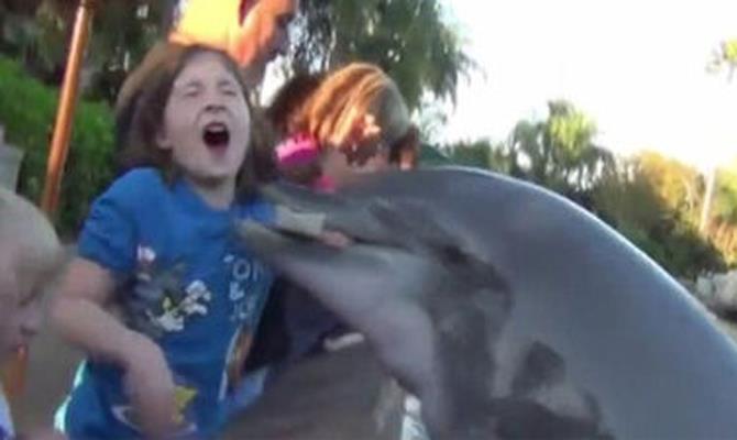 Un delfín muerde a una niña de 8 años en un parque temático de Florida