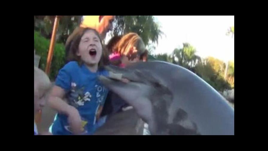 Un delfín muerde a una niña de 8 años en un parque temático de Florida