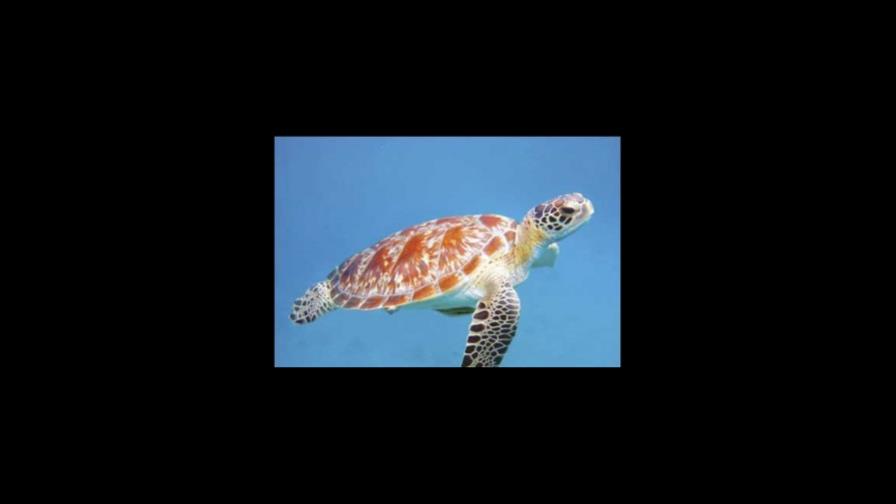 Los cazadores de tortugas velan ahora por ellas en Filipinas