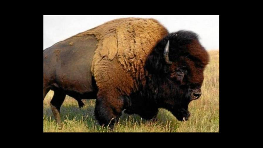 Un búfalo de 3,1 millones de dólares, el animal más caro de Sudáfrica