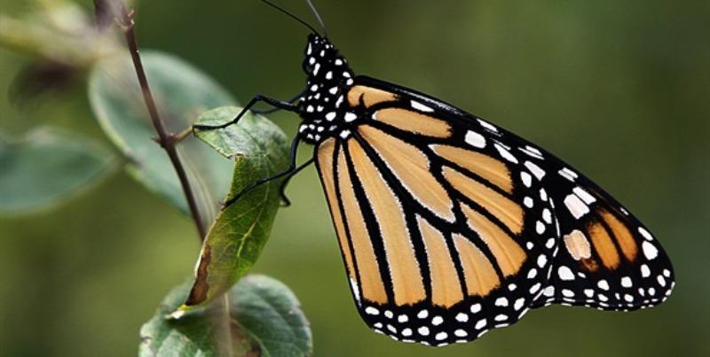 Mariposa monarca viajará de NY a Texas en avión