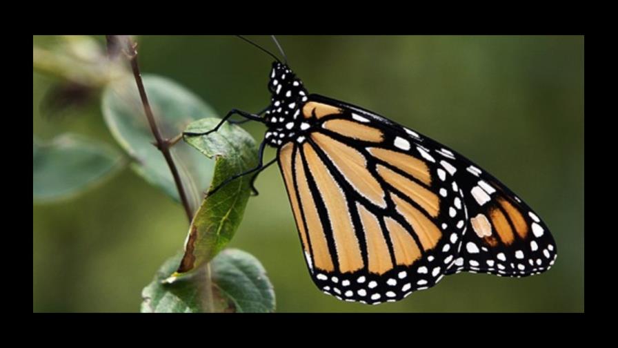 Mariposa monarca viajará de NY a Texas en avión Mariposa monarca viajará de NY a Texas en avión