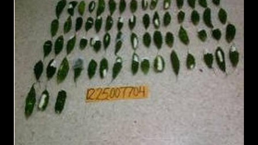 Frustran envío de cocaína a EE.UU. dentro de cajas con vegetales