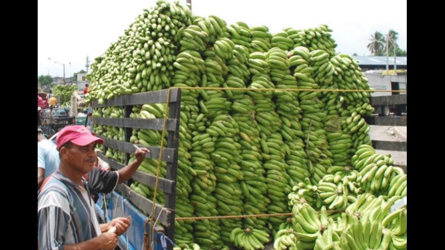 Plátanos y guineos escasean y suben de precio por sigatoka Plátanos y guineos escasean y suben de precio por sigatoka