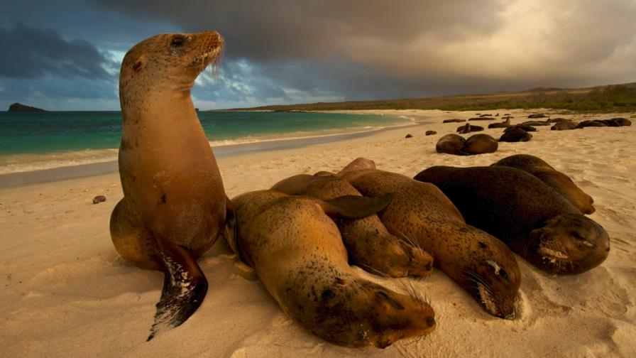 “Océanos, el corazón de nuestro planeta azul”, promueve la conciencia ambiental