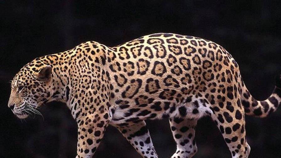 Un gran corredor biológico busca la salvación del jaguar en Latinoamérica
