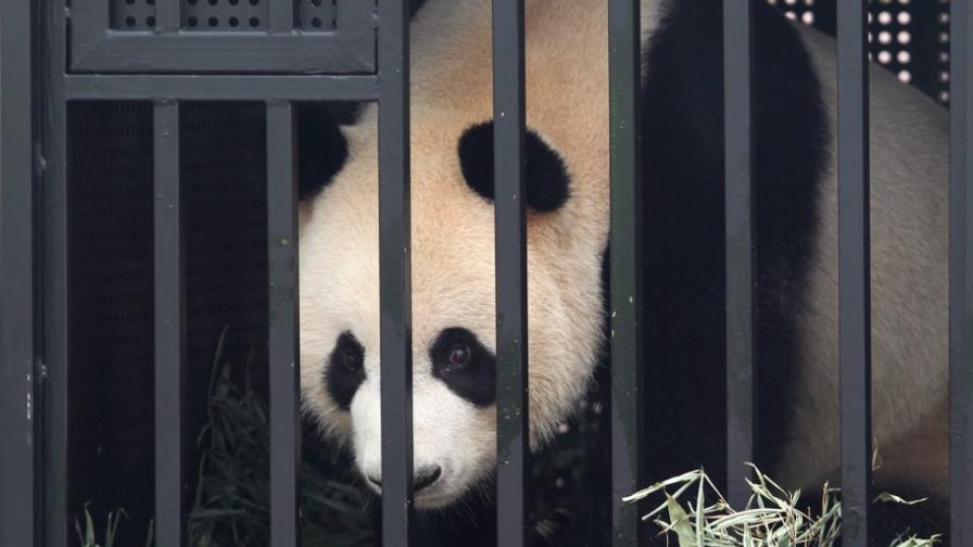 Singapur acoge a una pareja de pandas gigantes cedidos por China