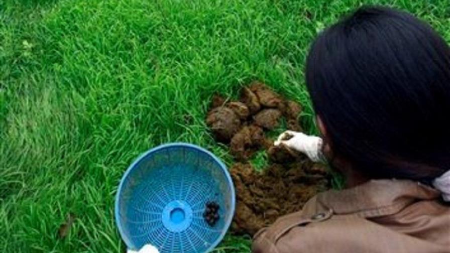 Café de excremento de elefante, una delicatessen