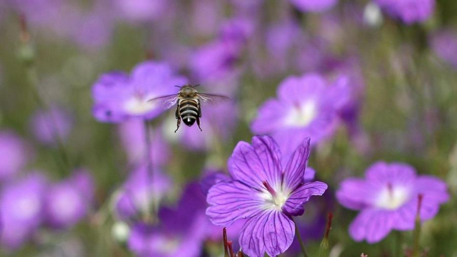 Un ácaro propaga un virus letal para las abejas de la miel