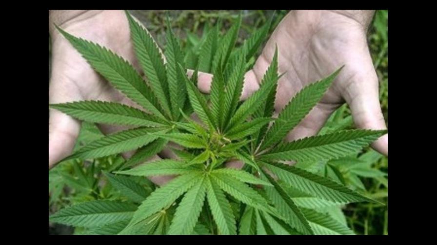 Arrestan anciano por sembrar más de 500 plantas de marihuana