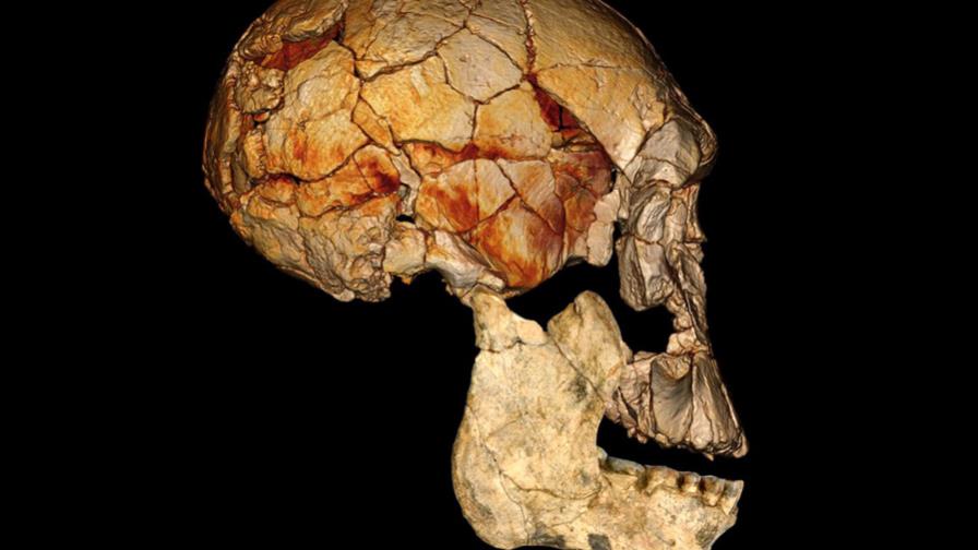 Hallan tres fósiles de una nueva especie de homínido en el este de África