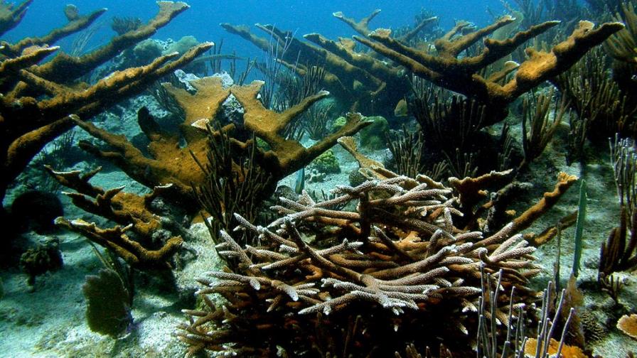 Informe: El tiempo se agota para el coral del Caribe