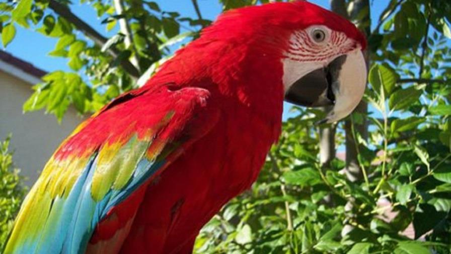 La guacamaya roja vuelve a su antiguo hábitat en el sur de México La guacamaya roja vuelve a su antiguo hábitat en el sur de México