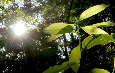 Descubren un nuevo mecanismo del reloj biologico de las plantas Diario Libre