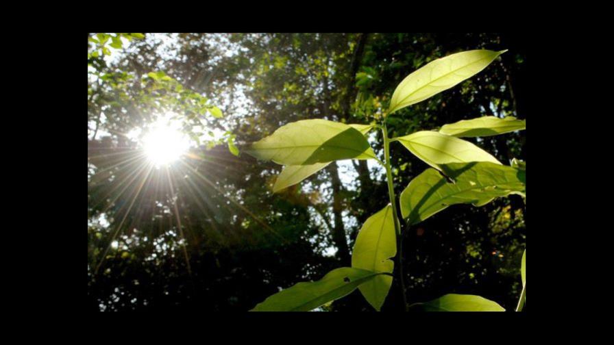 Descubren un nuevo mecanismo del reloj biológico de las plantas