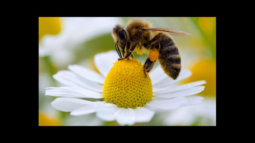 Las abejas también tienen personalidad