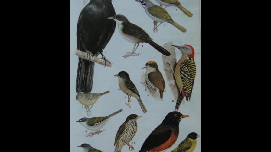 Veinte maneras de contribuir a la conservación de las aves (2)