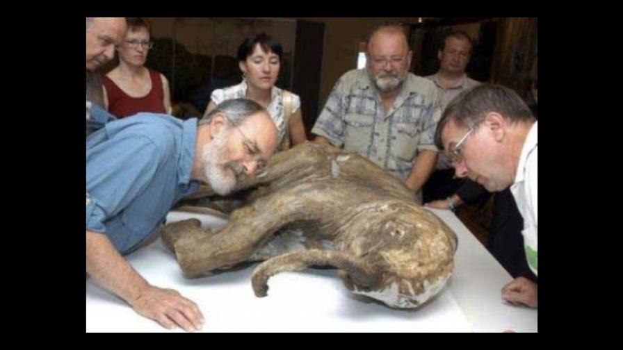 Un minimamut de 90 centímetros de altura habitó la isla de Creta