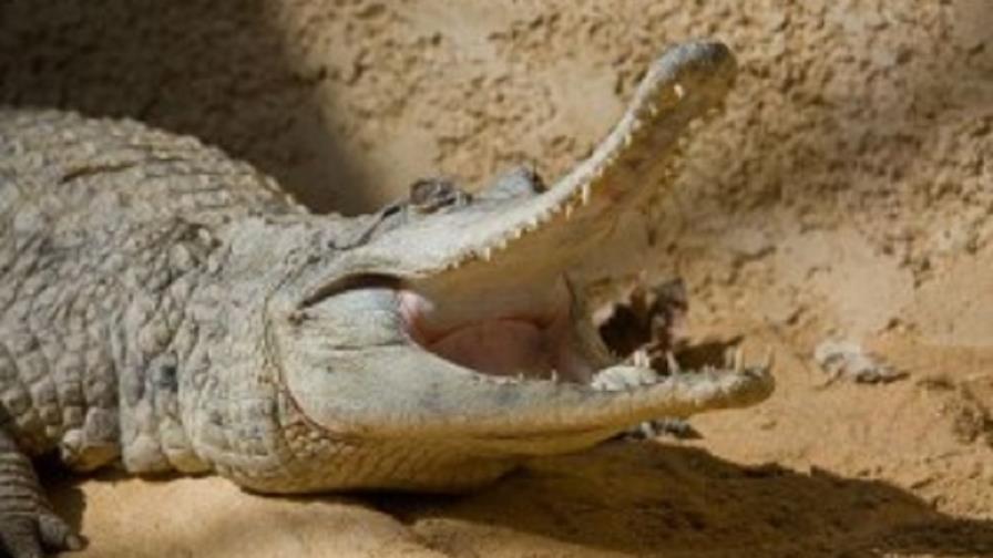 Mandíbulas de cocodrilos son más sensibles que dedos humanos, según estudio