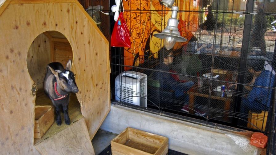 La irresistible tentación japonesa de tomar café con animales