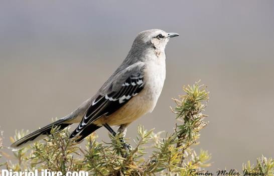 Aves del Caribe en la Patagonia argentina