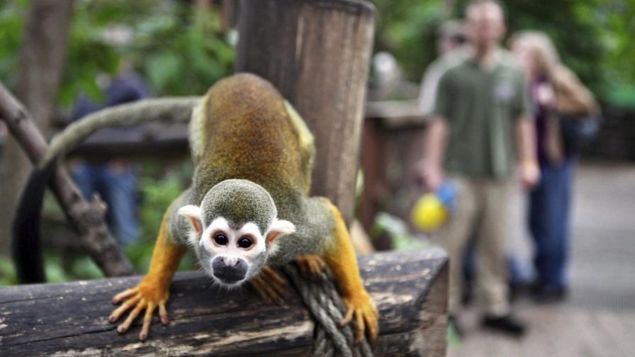 Un mono ardilla disfruta del frio en zoo de Leipzig, Alemania Un mono ardilla disfruta del frio en zoo de Leipzig, Alemania