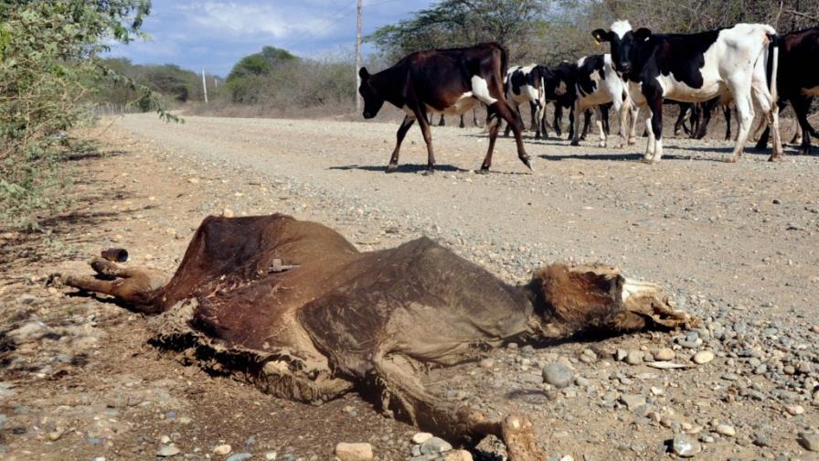 Ganaderos Línea Noroeste pierden 110 reses por la sequía