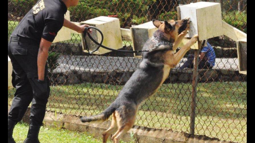 DNCD necesita 60 perros para atacar narco