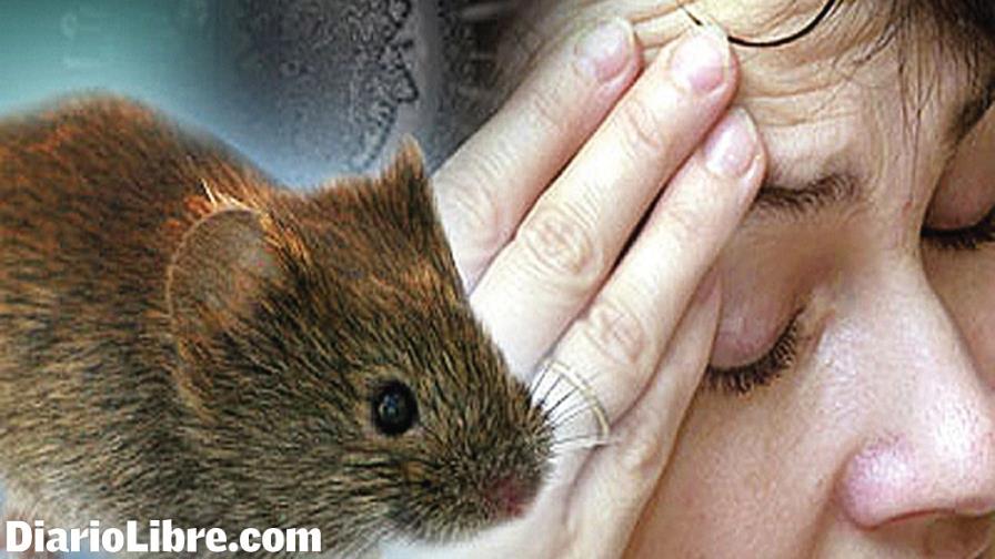 Dieciséis personas han muerto de leptospirosis; 171 casos en lo que va de año