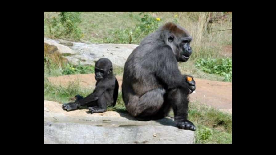 Graban en vídeo ocho gorilas de una especie en peligro de extinción