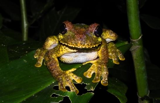 La biodiversidad en Pueblo Viejo