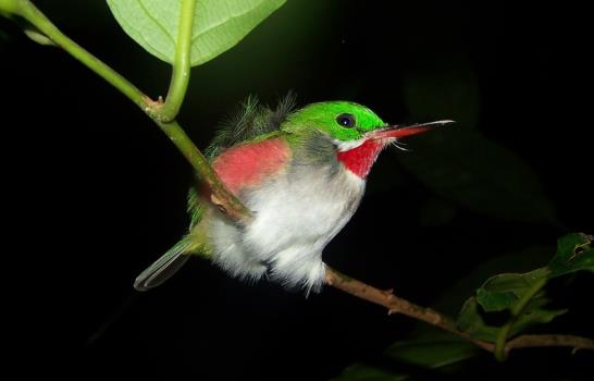 La biodiversidad en Pueblo Viejo