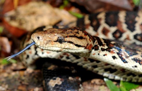La biodiversidad en Pueblo Viejo