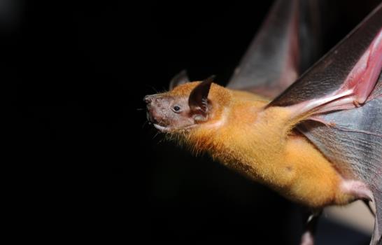 La biodiversidad en Pueblo Viejo