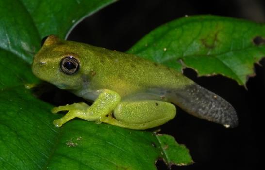 La biodiversidad en Pueblo Viejo
