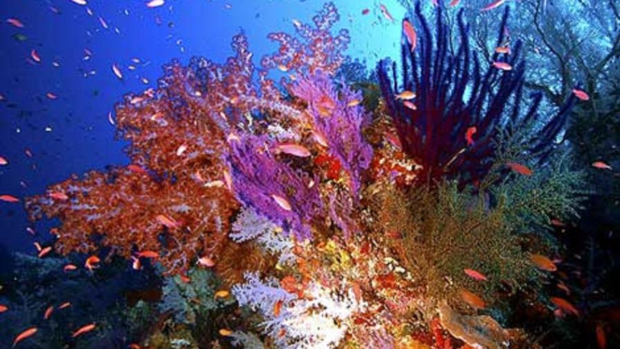 Un 60% de los arrecifes de coral aún pueden salvarse, según científico