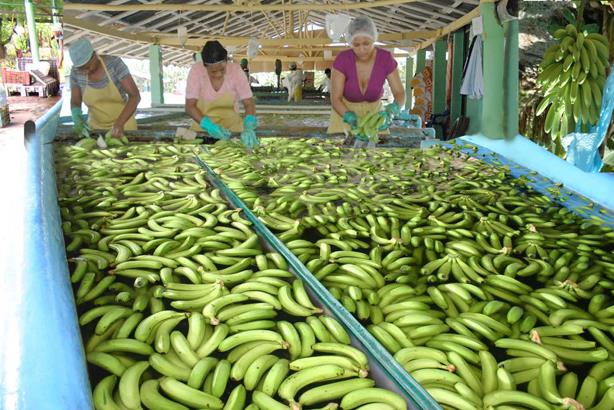 Exportación de bananos ha generado más de RD$2,535 millones